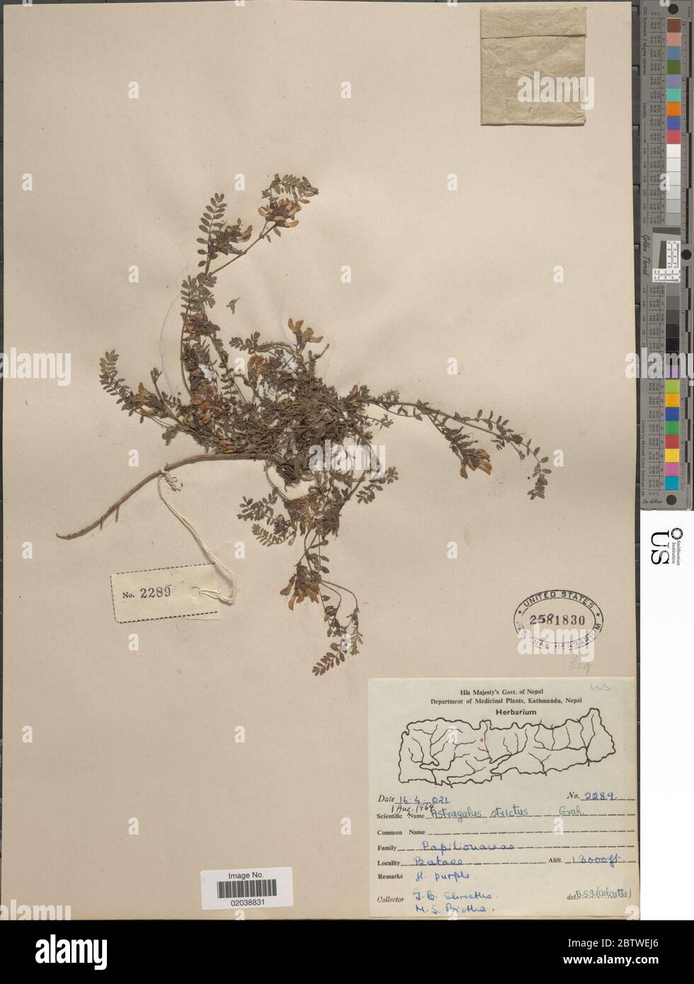 Astragalus strictus Graham ex Benth. Stock Photo