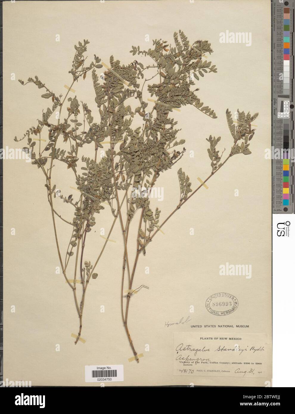 Astragalus standleyi. Stock Photo