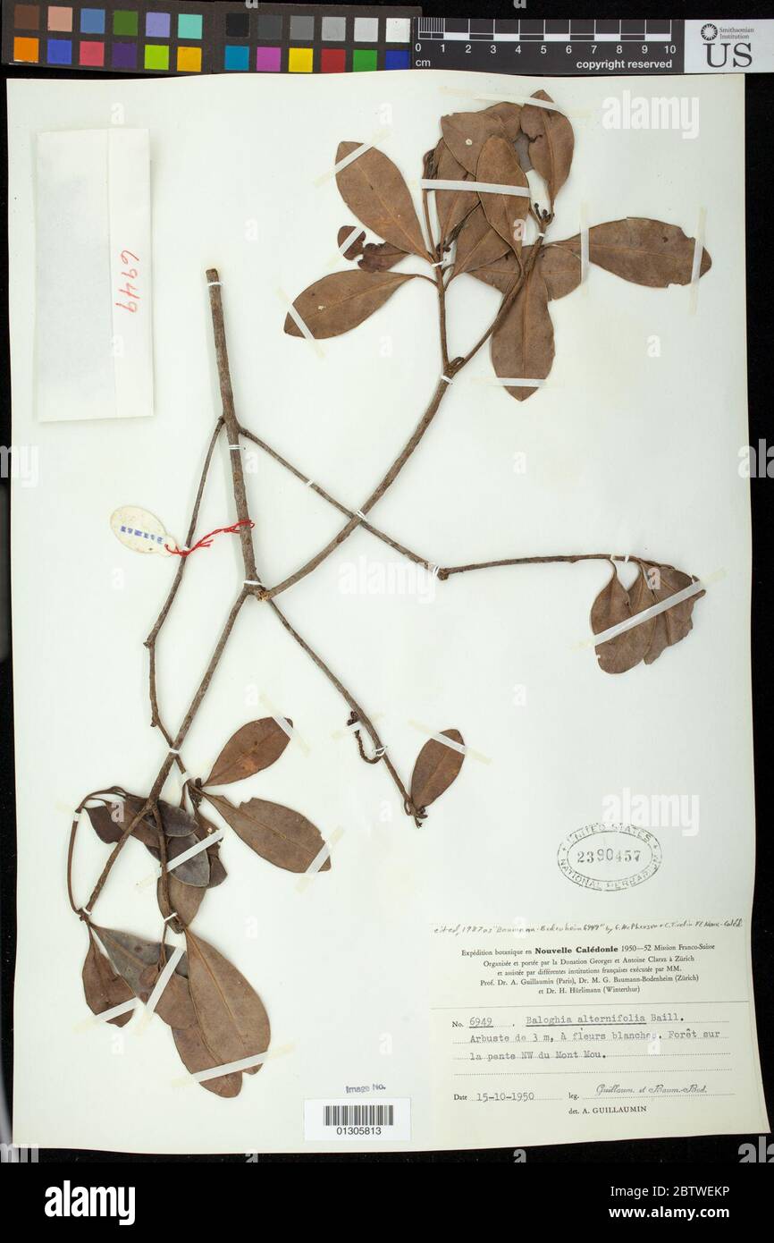 Baloghia alternifolia Baill. Stock Photo