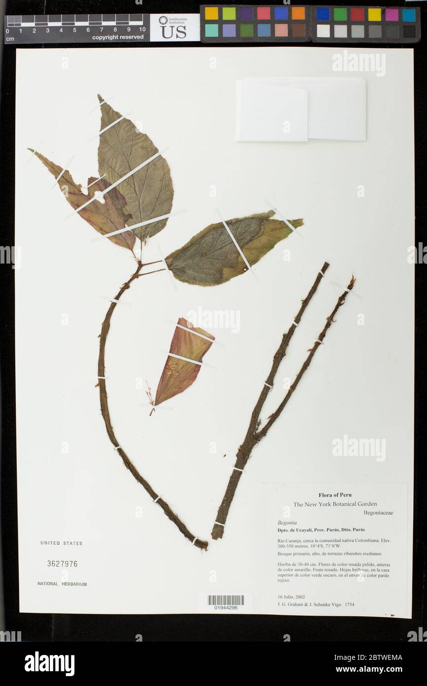 Begonia sp. Stock Photo