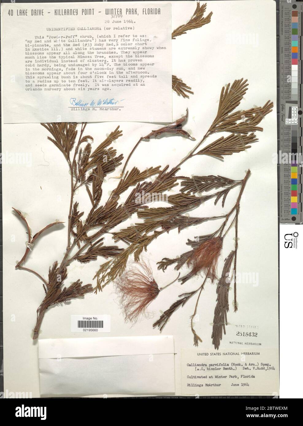 Calliandra parvifolia Hook Arn Speg. Stock Photo