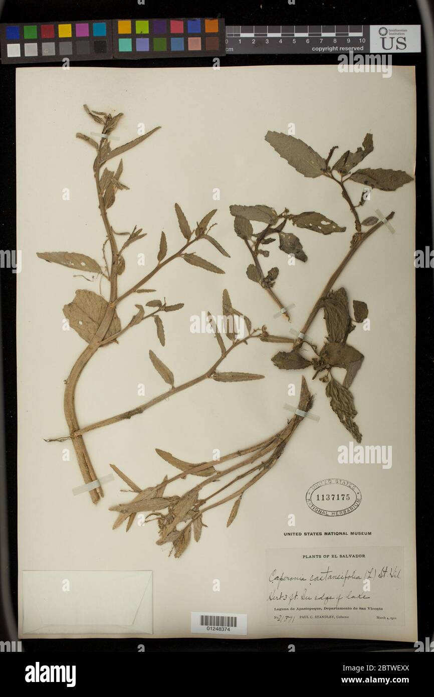Caperonia castaneifolia L A StHil. Stock Photo
