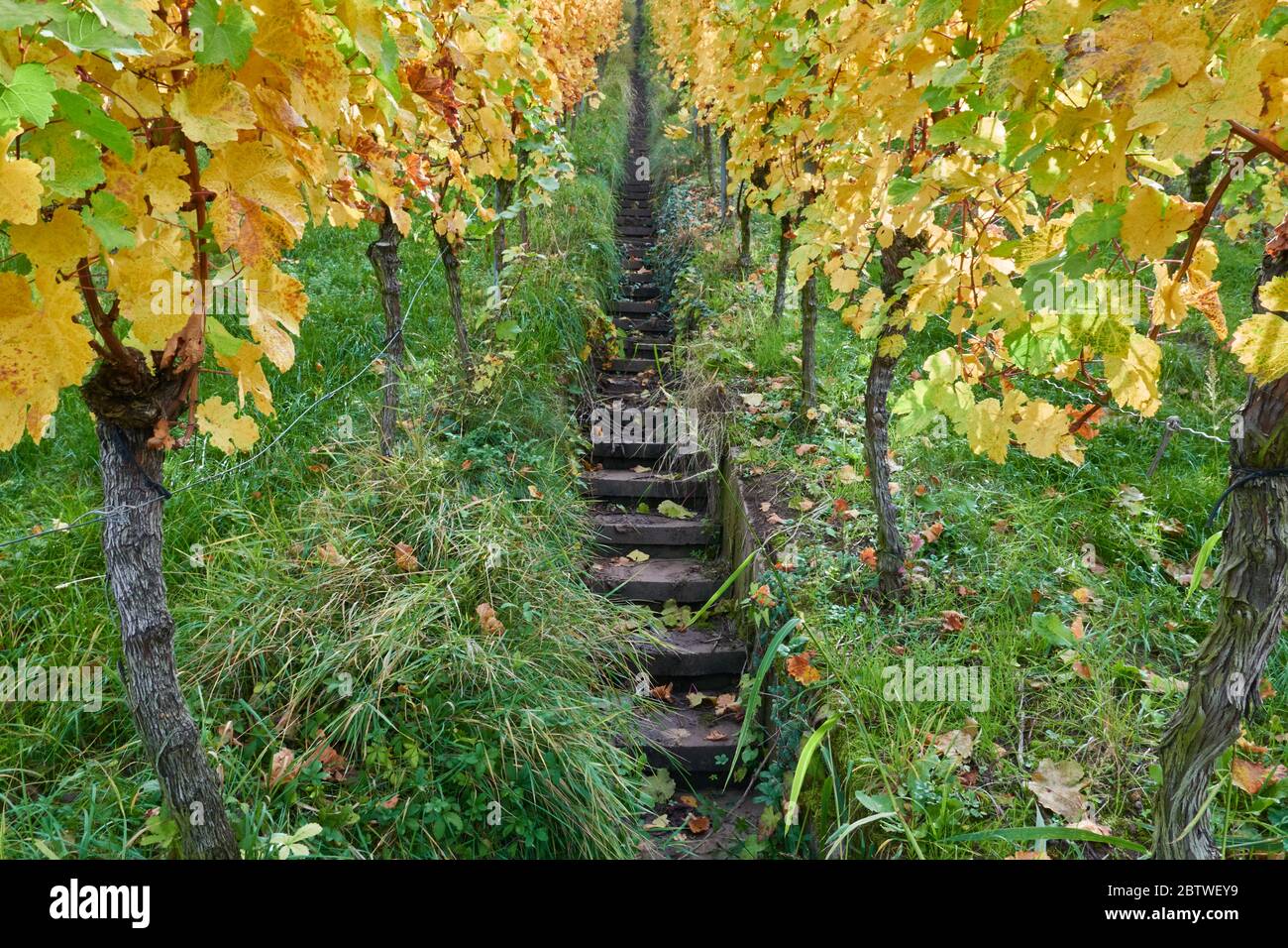 Narrow gray staircase leads steeply between red green vines. At the vineyard in the Remstal. One morning in autumn, Germany. Stock Photo