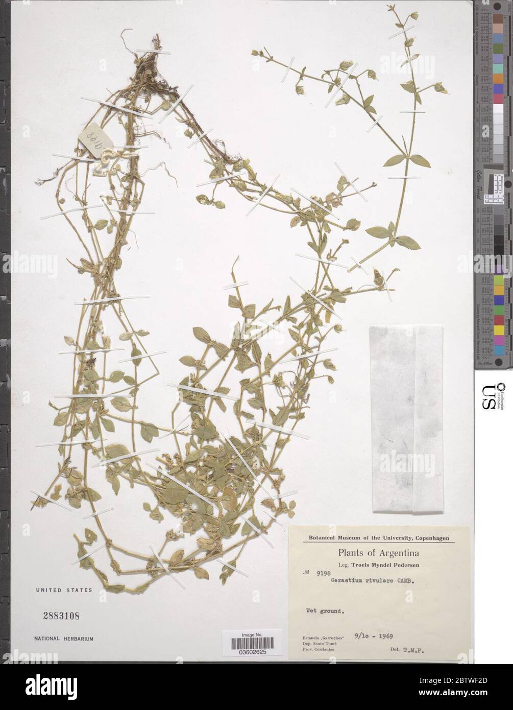 Cerastium rivulare Cambess. Stock Photo