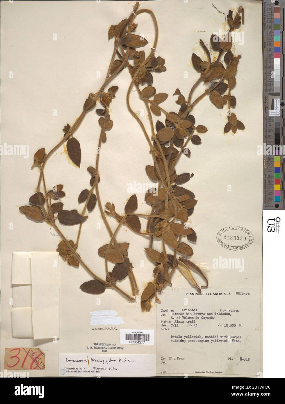 Cynanchum brachyphyllum K Schum. Stock Photo