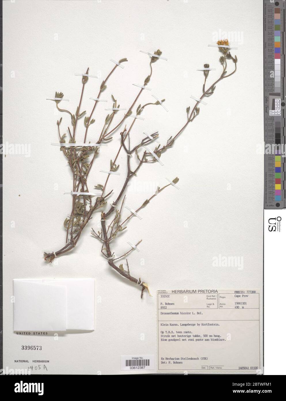 Drosanthemum bicolor L Bolus. Stock Photo