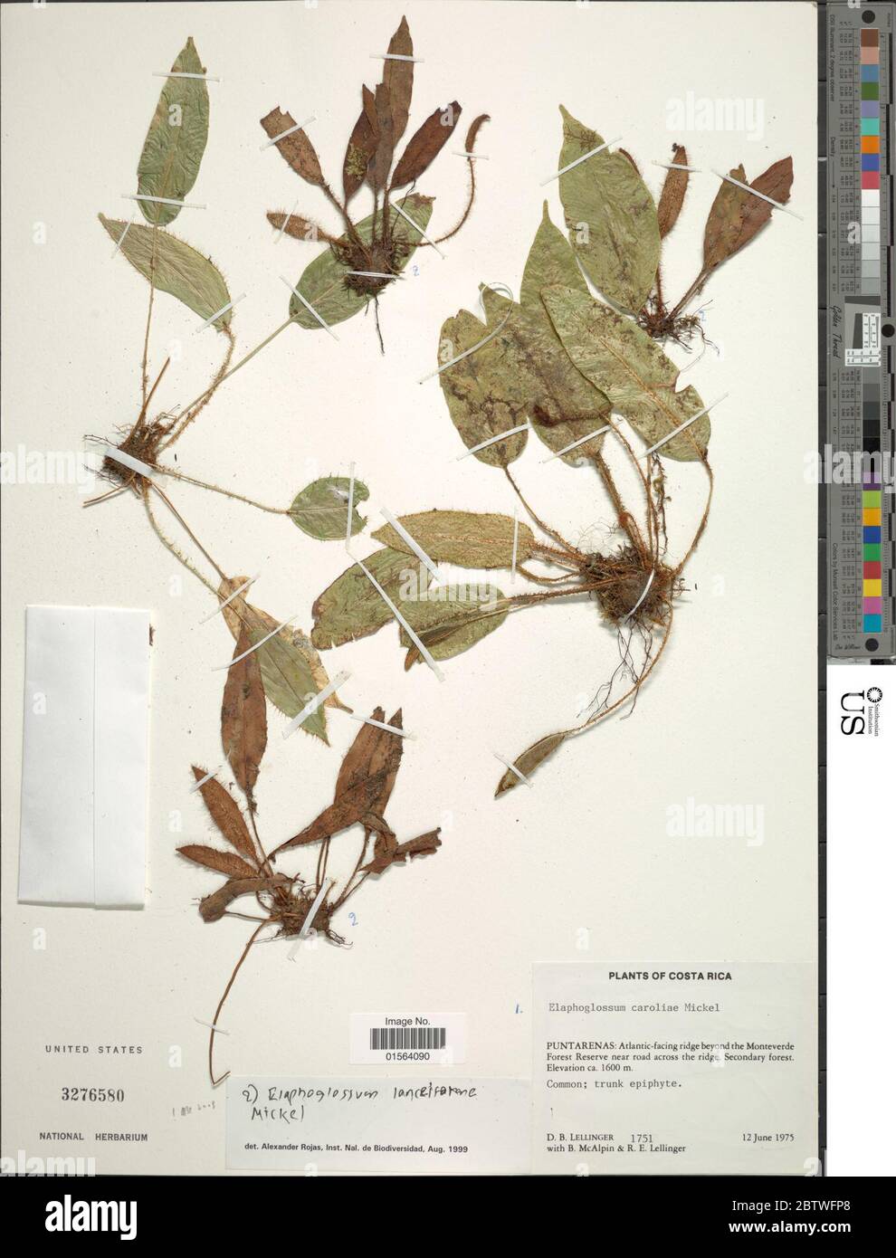 Elaphoglossum lanceiforme Mickel. Stock Photo