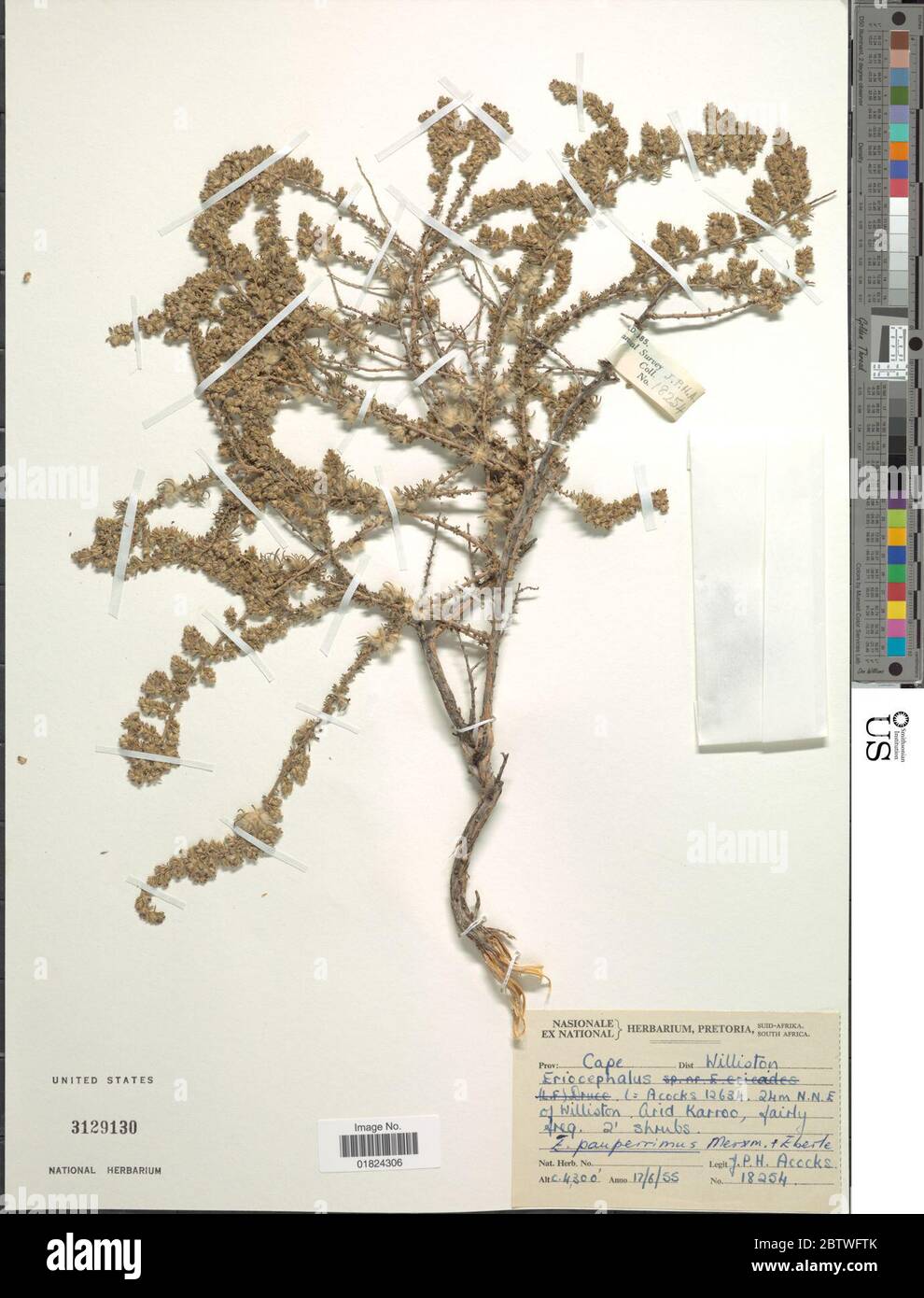 Eriocephalus pauperrimus Merxm Eberle. Stock Photo