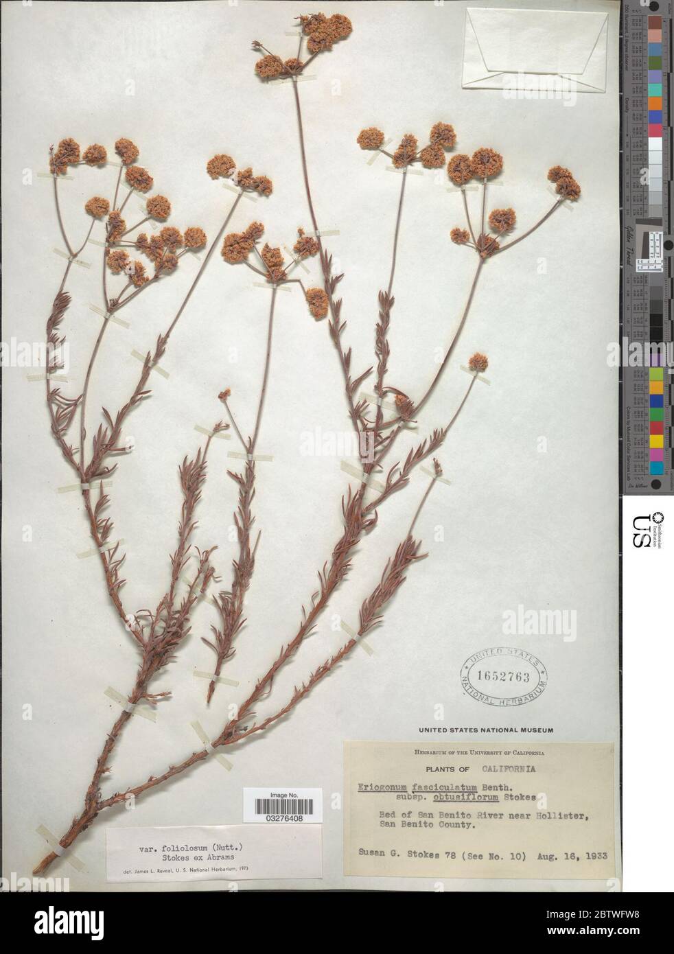 Eriogonum fasciculatum var foliolosum Benth. Stock Photo