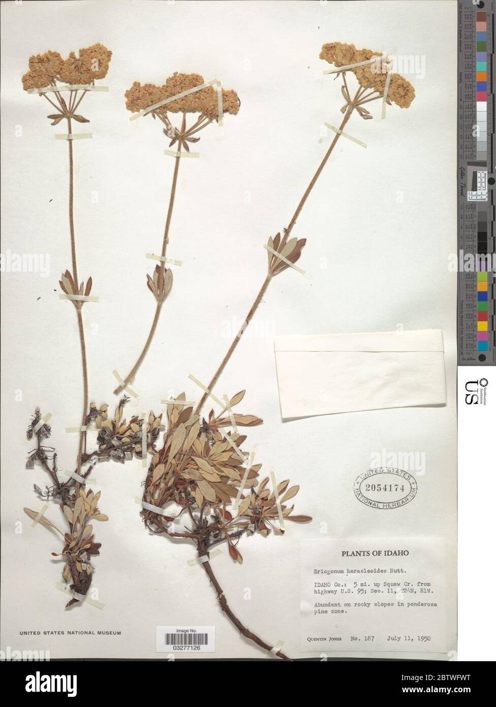 Eriogonum heracleoides Nutt var heracleoides. Stock Photo