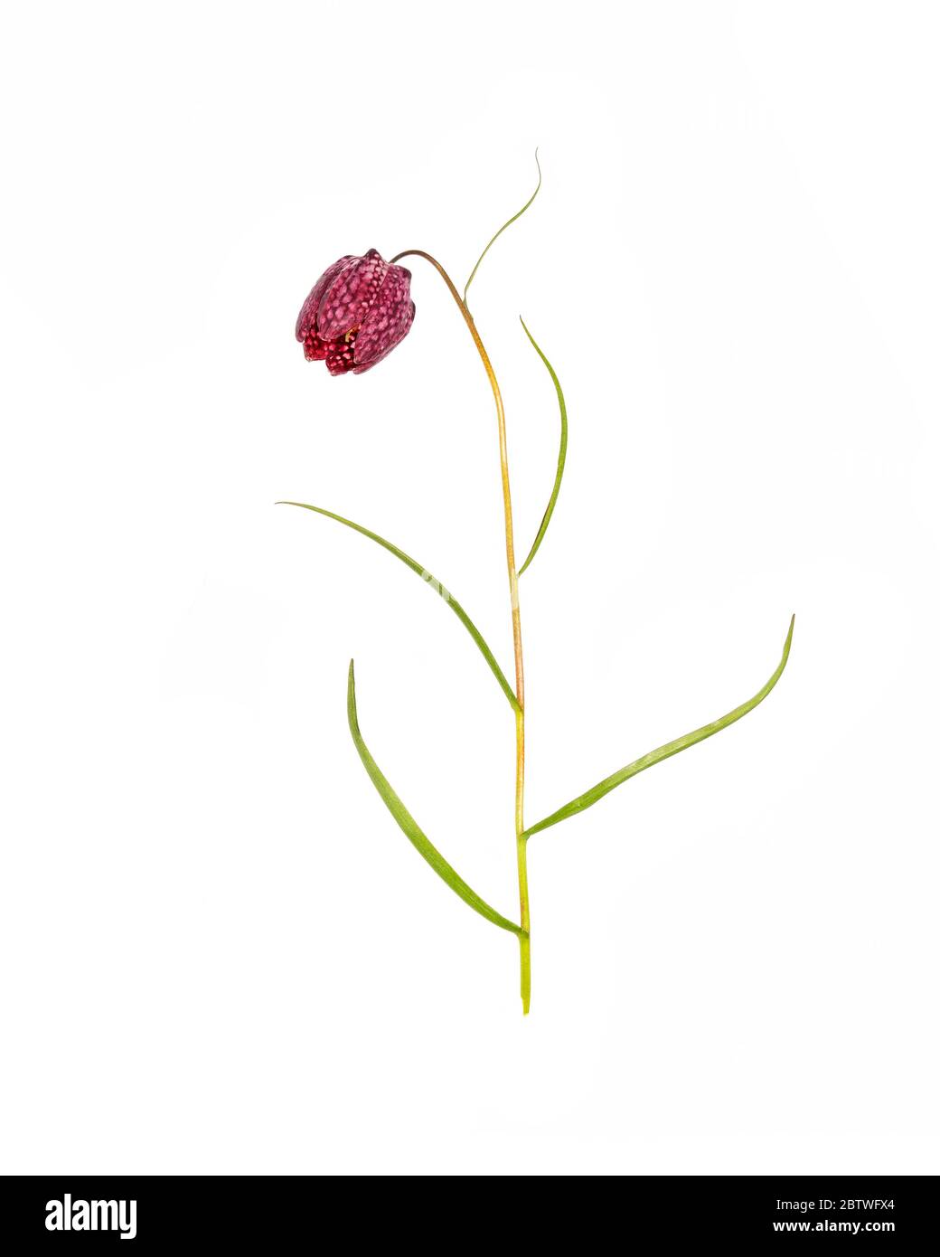 Fritillaria meleagris flower and leaves Stock Photo