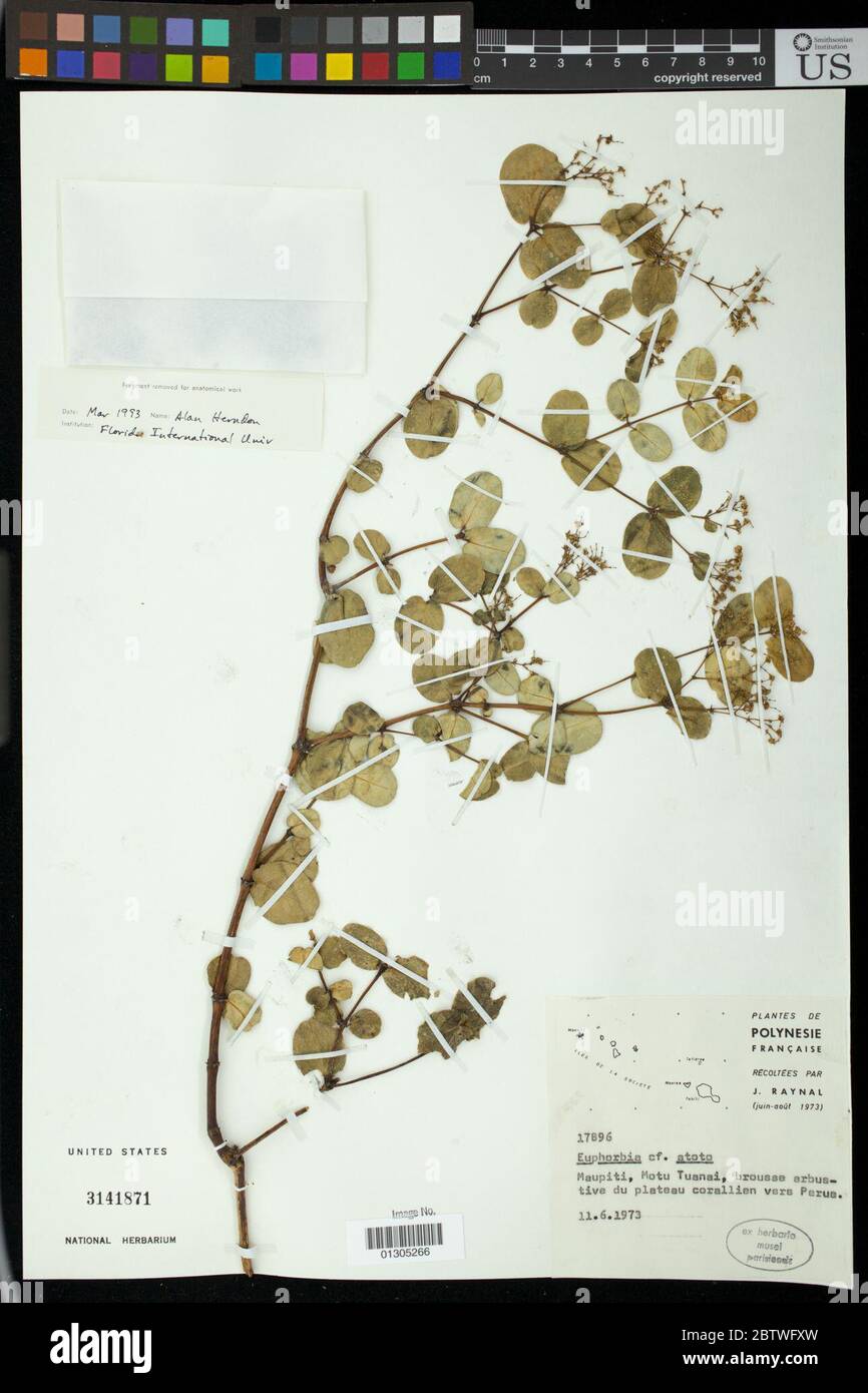 Euphorbia atoto G Forst. Stock Photo