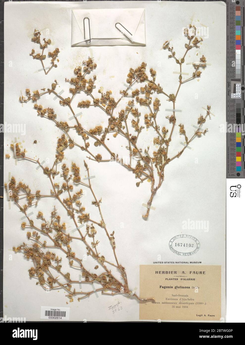 Fagonia glutinosa. Stock Photo