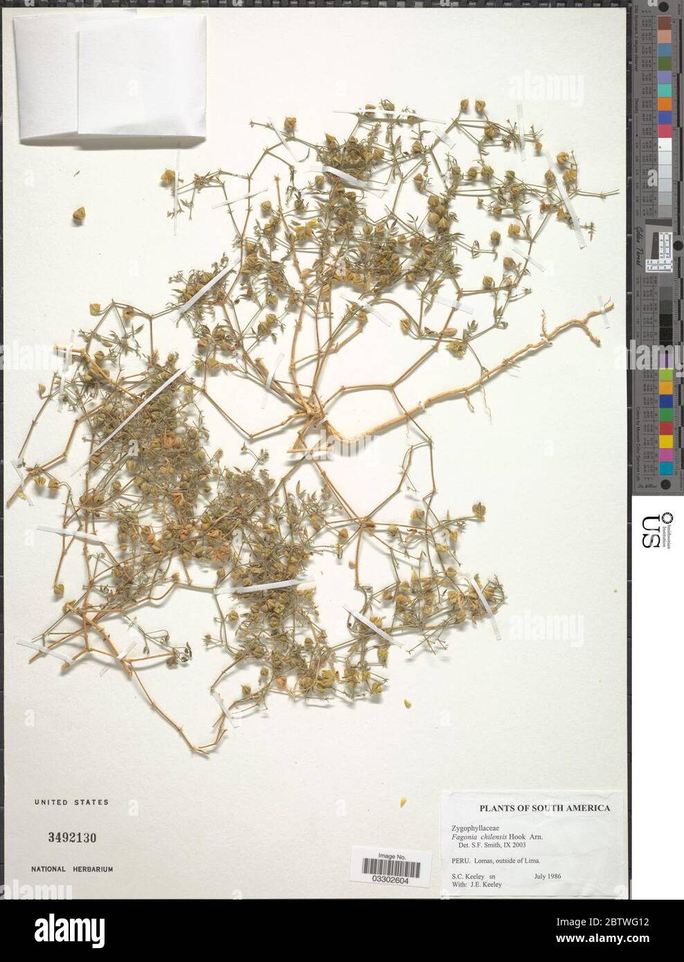 Fagonia chilensis. Stock Photo