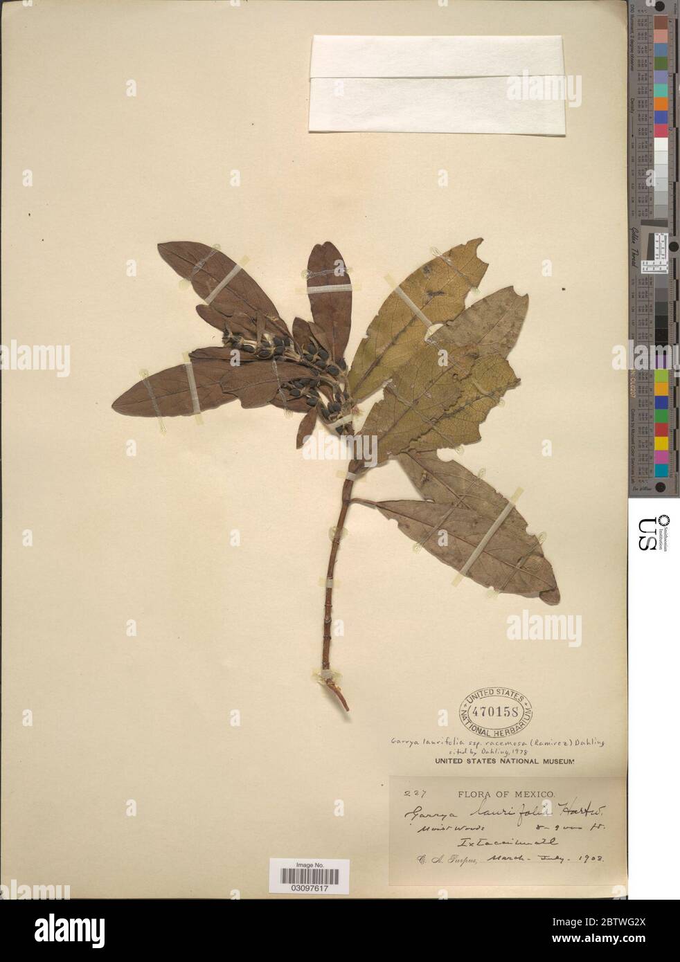 Garrya laurifolia subsp racemosa Ramrez Dahling. Stock Photo