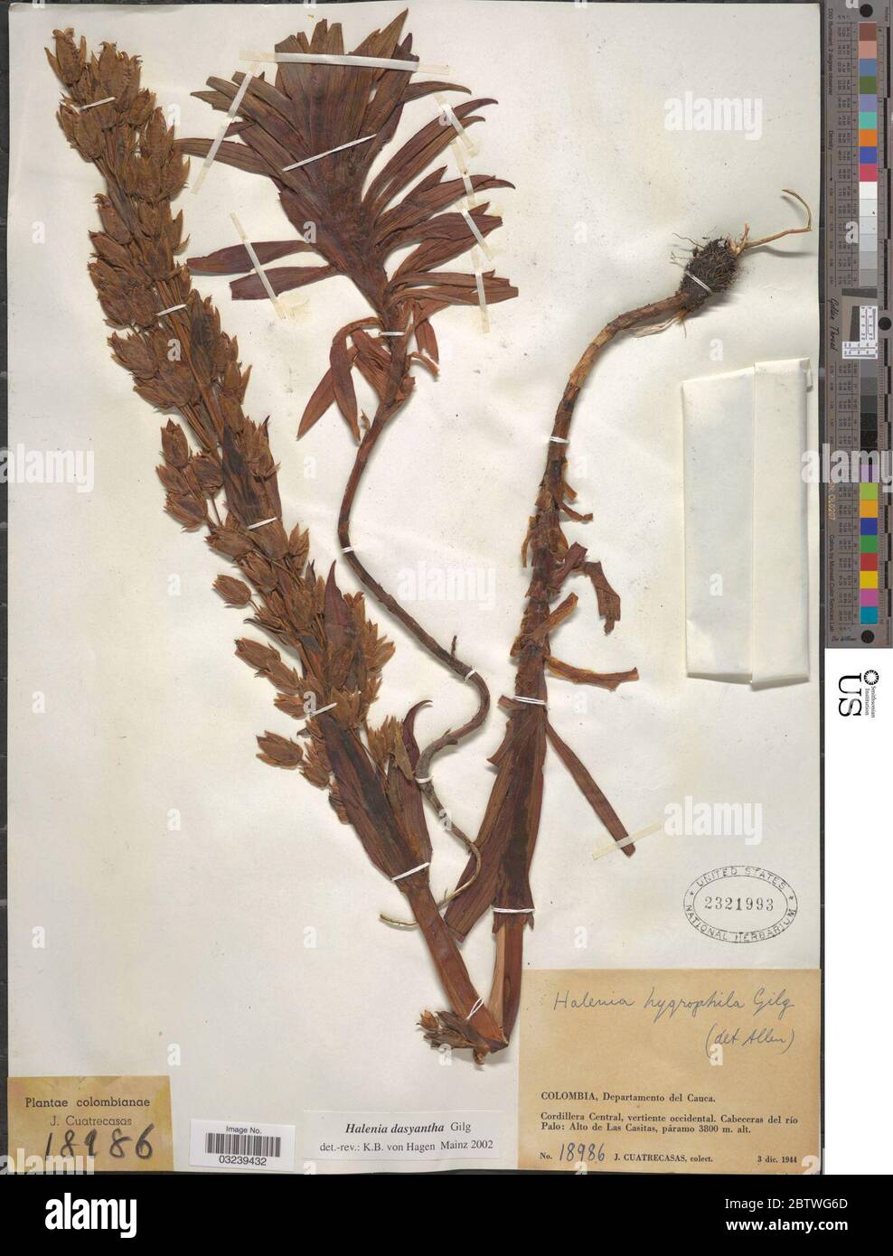 Halenia dasyantha Gilg. Stock Photo