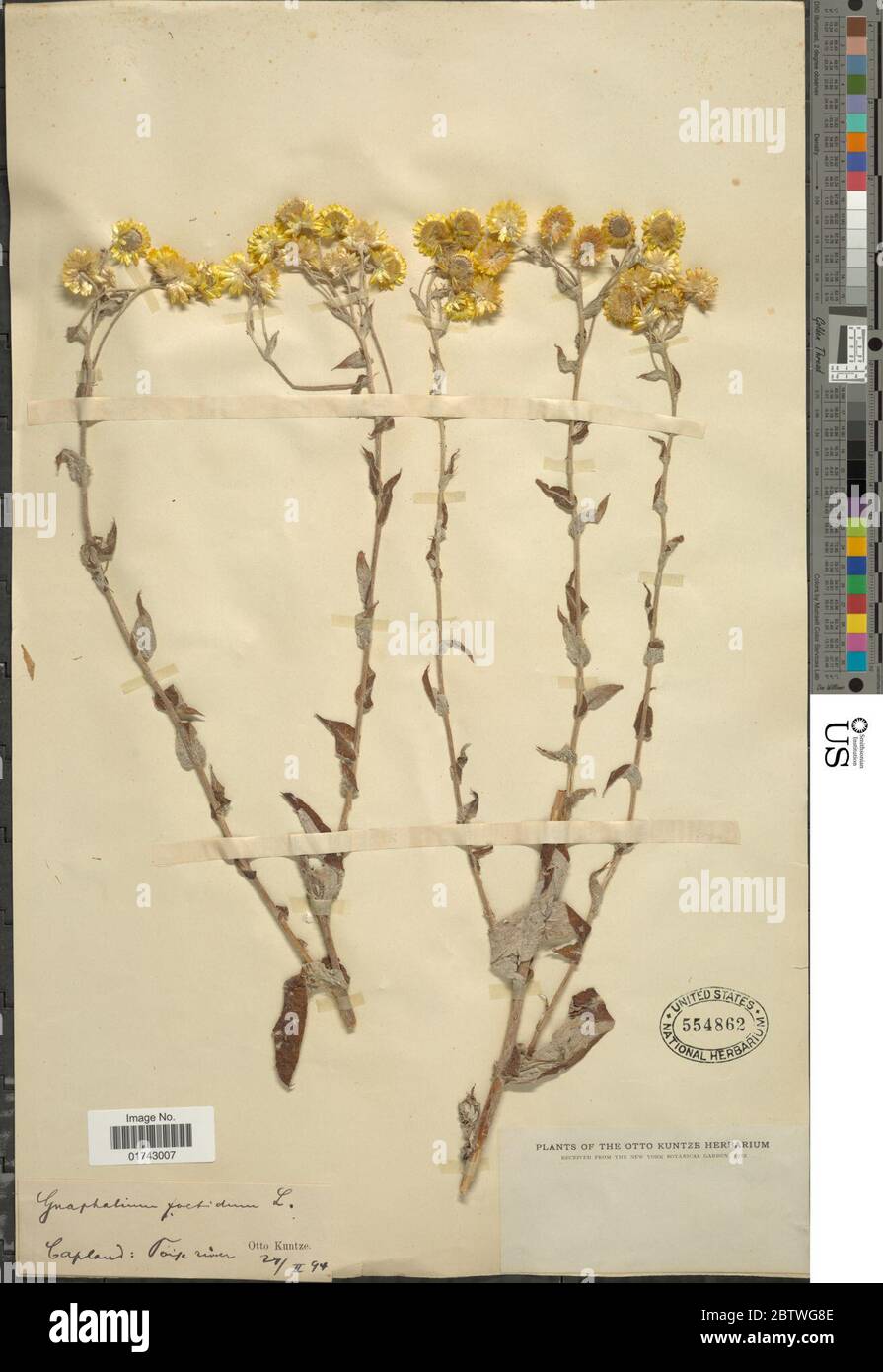 Helichrysum foetidum. Stock Photo