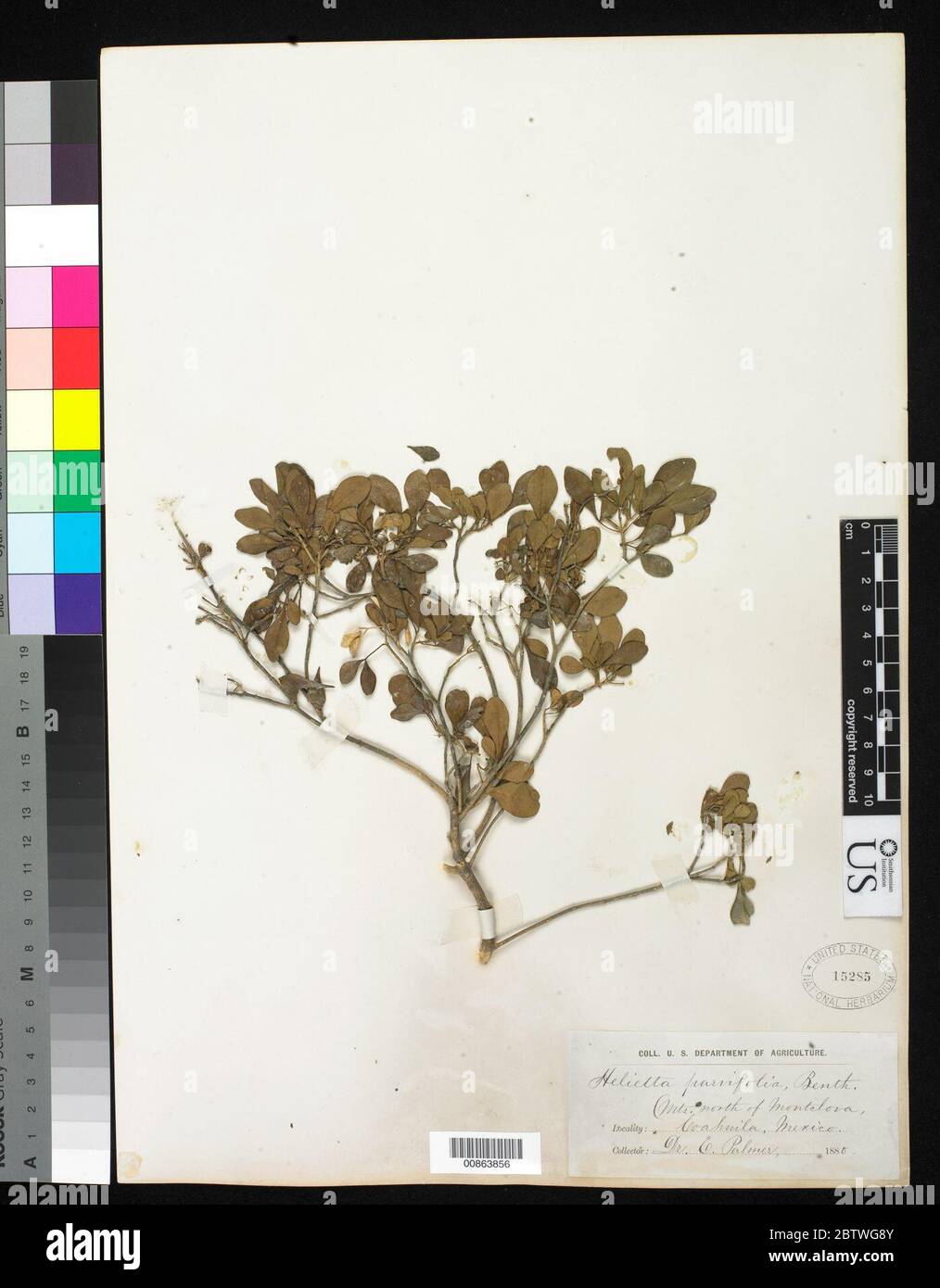Helietta parvifolia A Gray Benth. Stock Photo