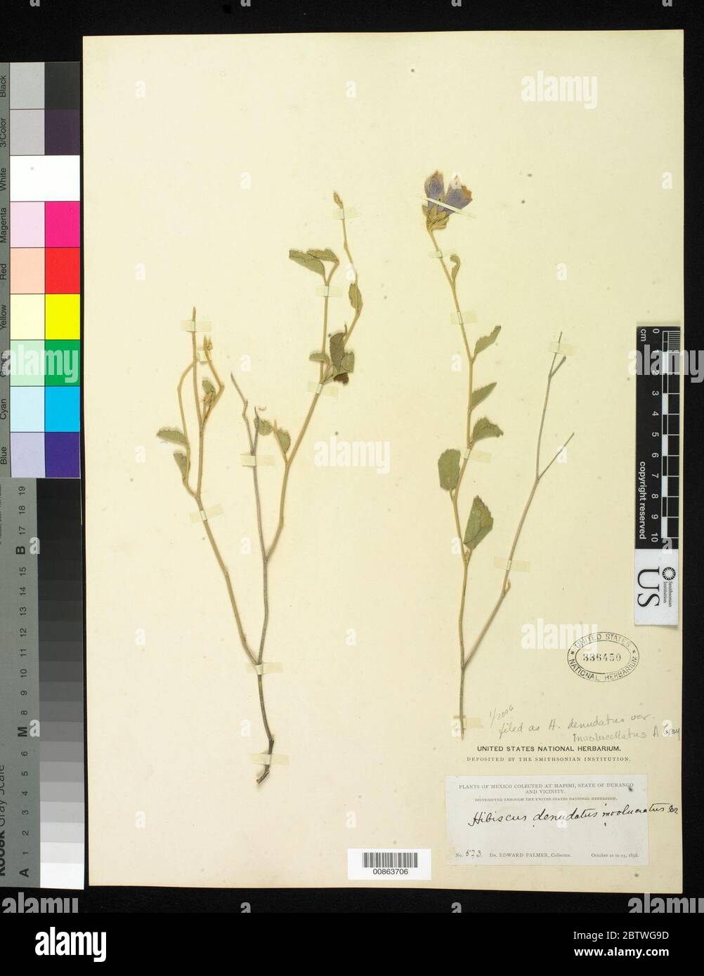 Hibiscus denudatus var involucellatus Benth. Stock Photo