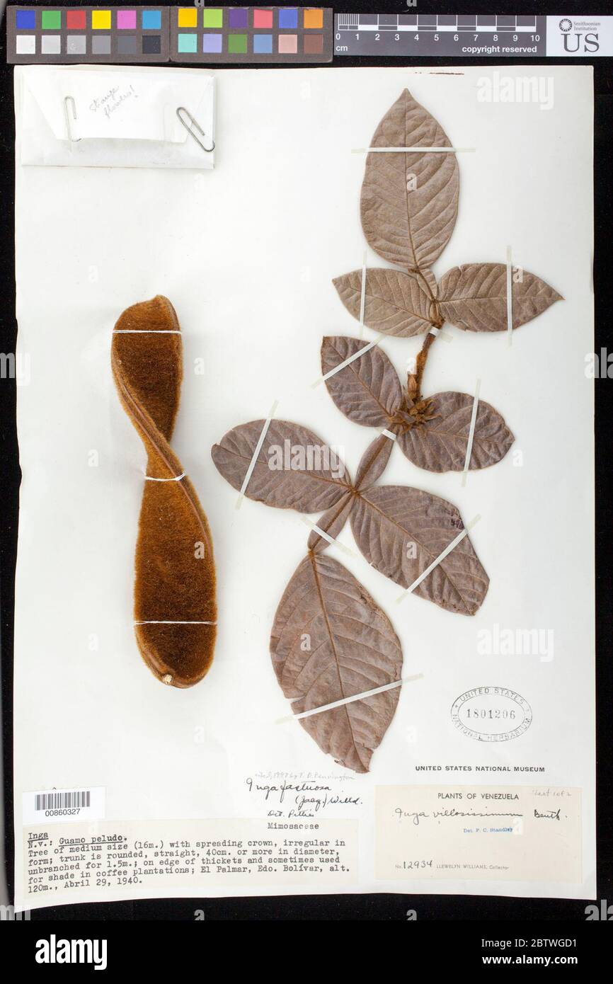 Inga fastuosa Jacq Willd Stock Photo Alamy