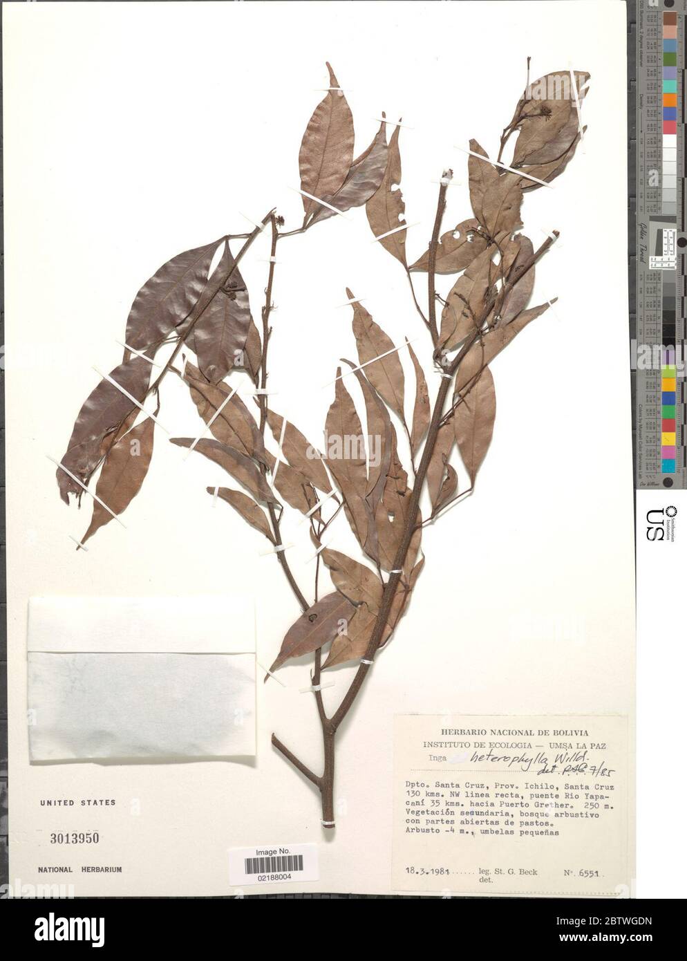 Inga heterophylla Willd. Stock Photo