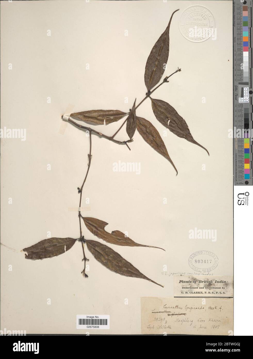 Lasianthus japonicus Miq. Stock Photo