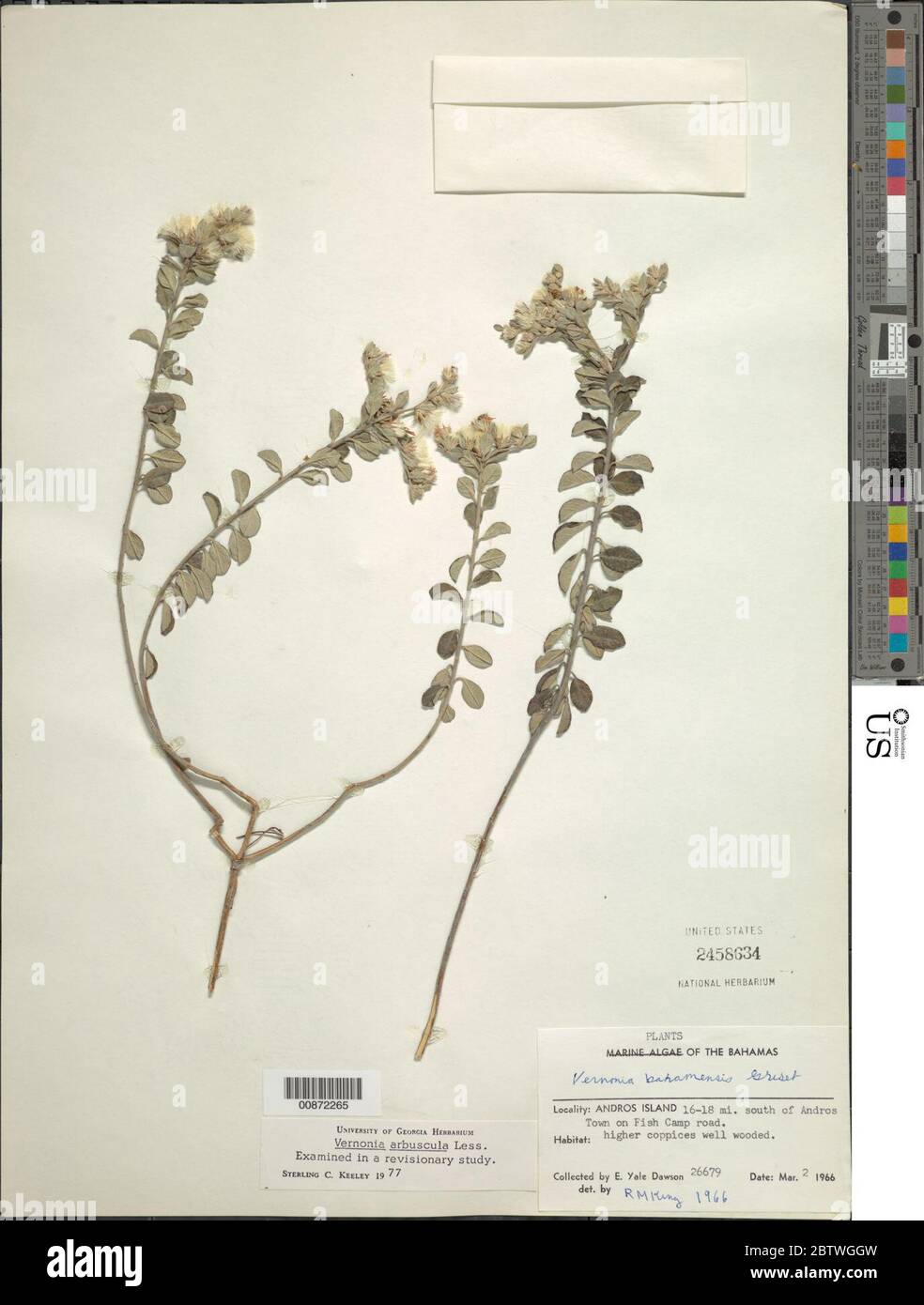 Lepidaploa arbuscula Less H Rob. Stock Photo