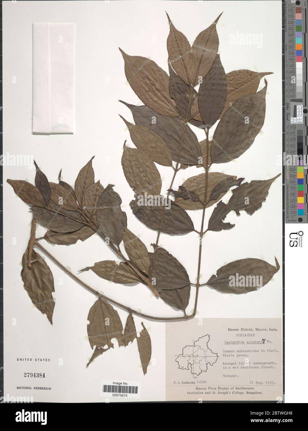 Lasianthus acuminatus Wight. Stock Photo