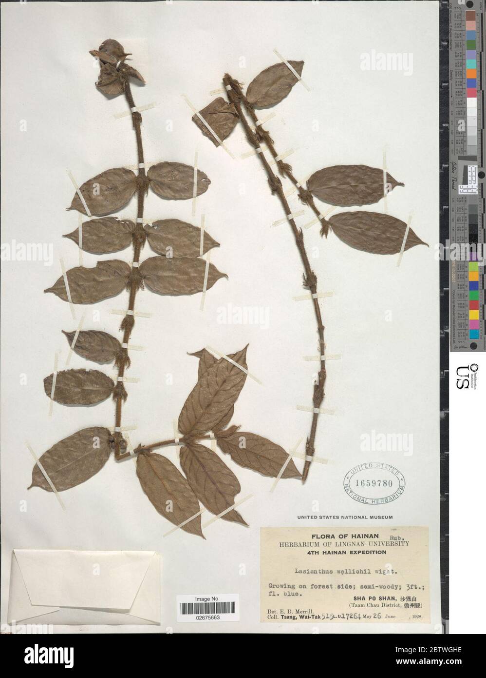 Lasianthus attenuatus Jack. Stock Photo