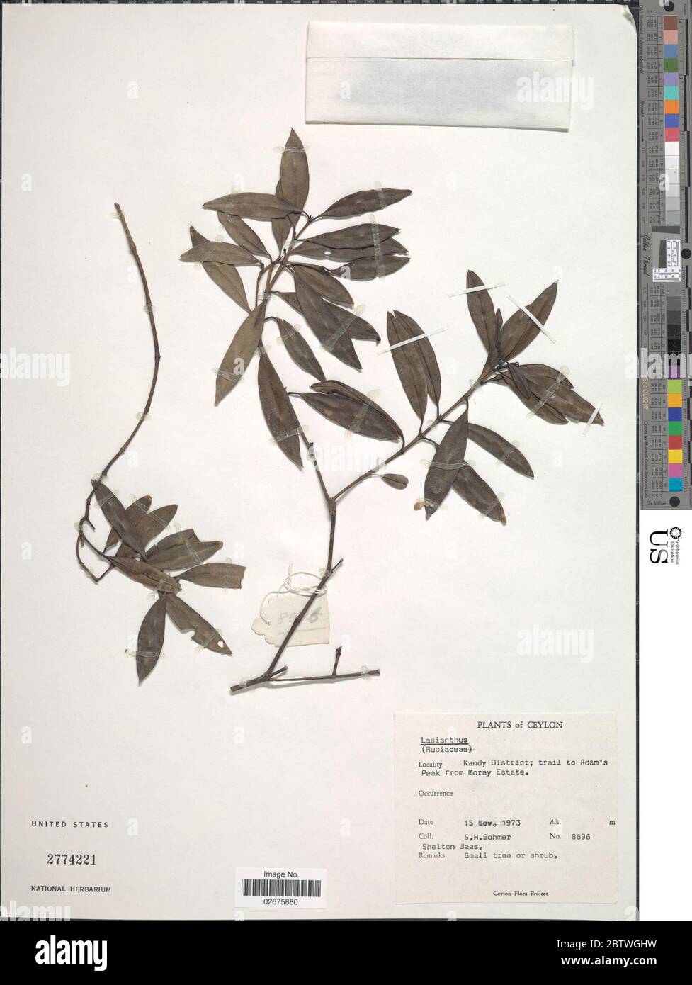 Lasianthus sp. Stock Photo