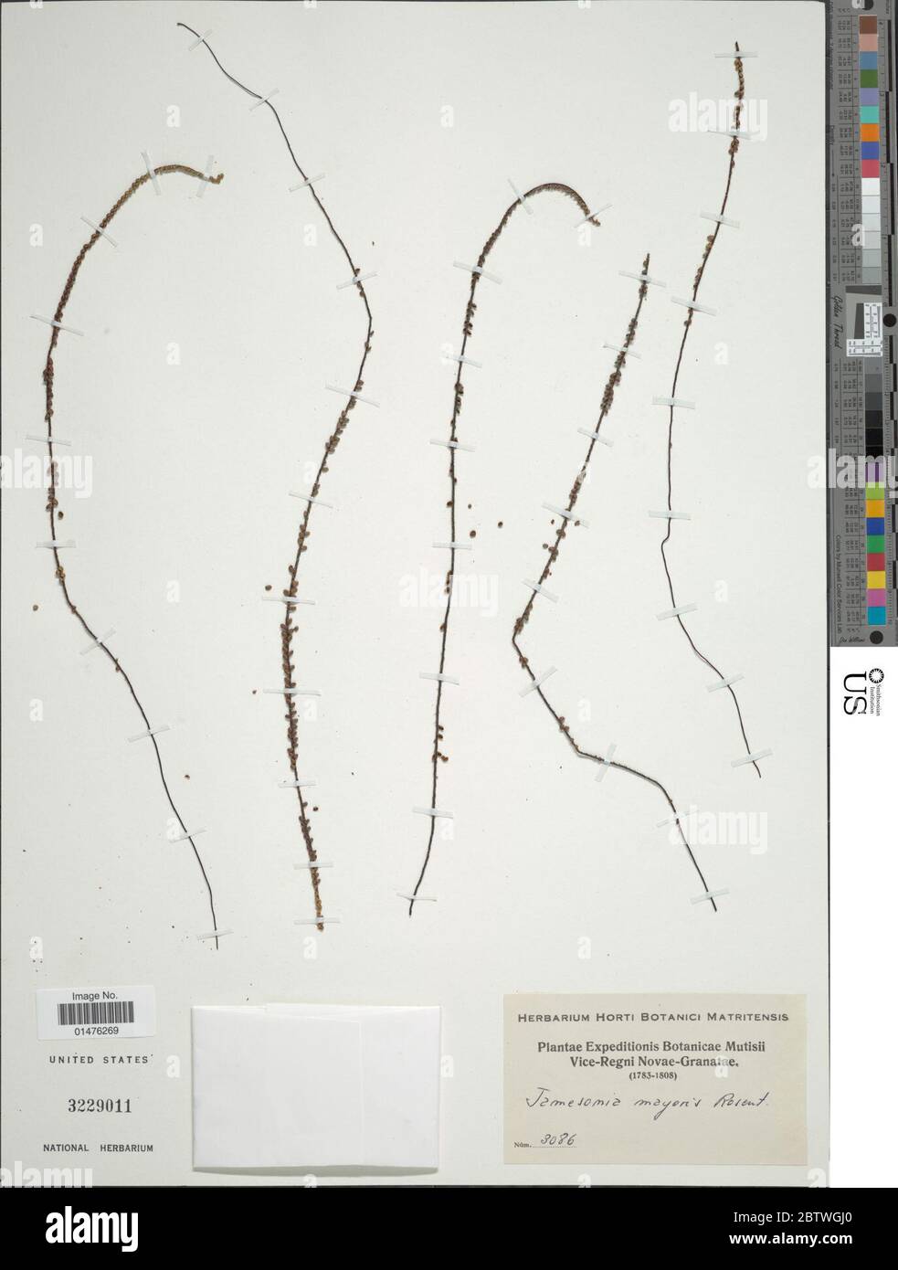 Jamesonia imbricata var glutinosa H Karst AF Tryon Stock Photo Alamy