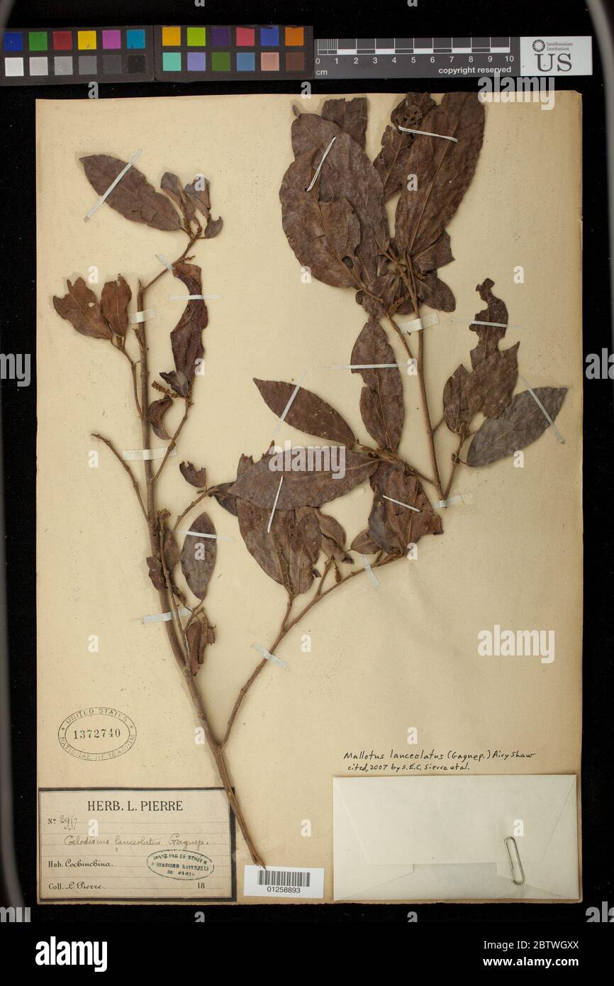 Mallotus lanceolatus Gagnep Airy Shaw. Stock Photo