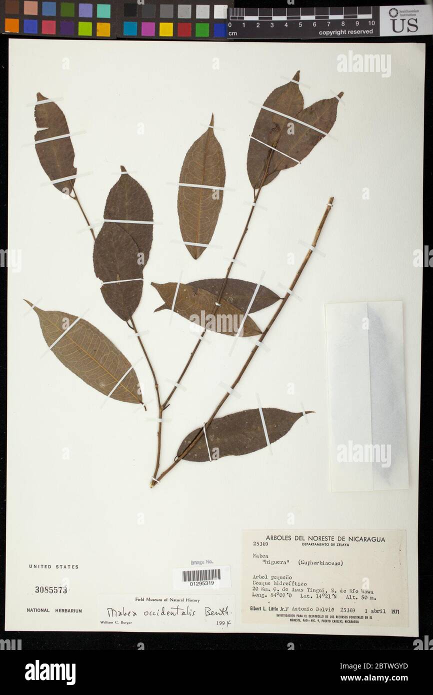 Mabea occidentalis Benth. Stock Photo