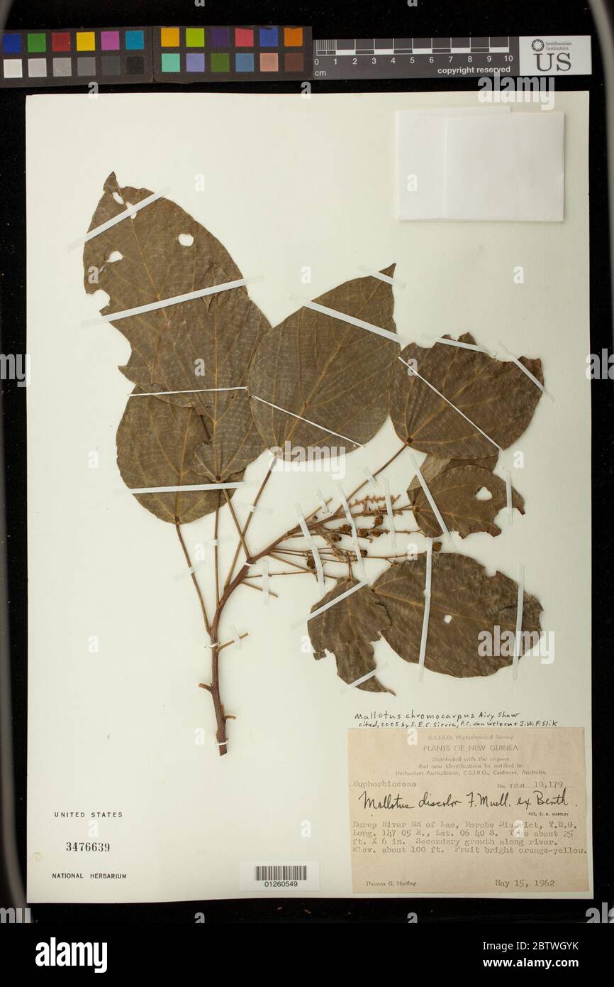Mallotus chromocarpus Airy Shaw. Stock Photo