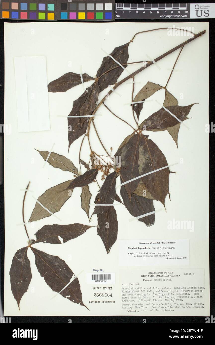 Manihot australis AM Mendoza Orlandini ined 2018. Stock Photo