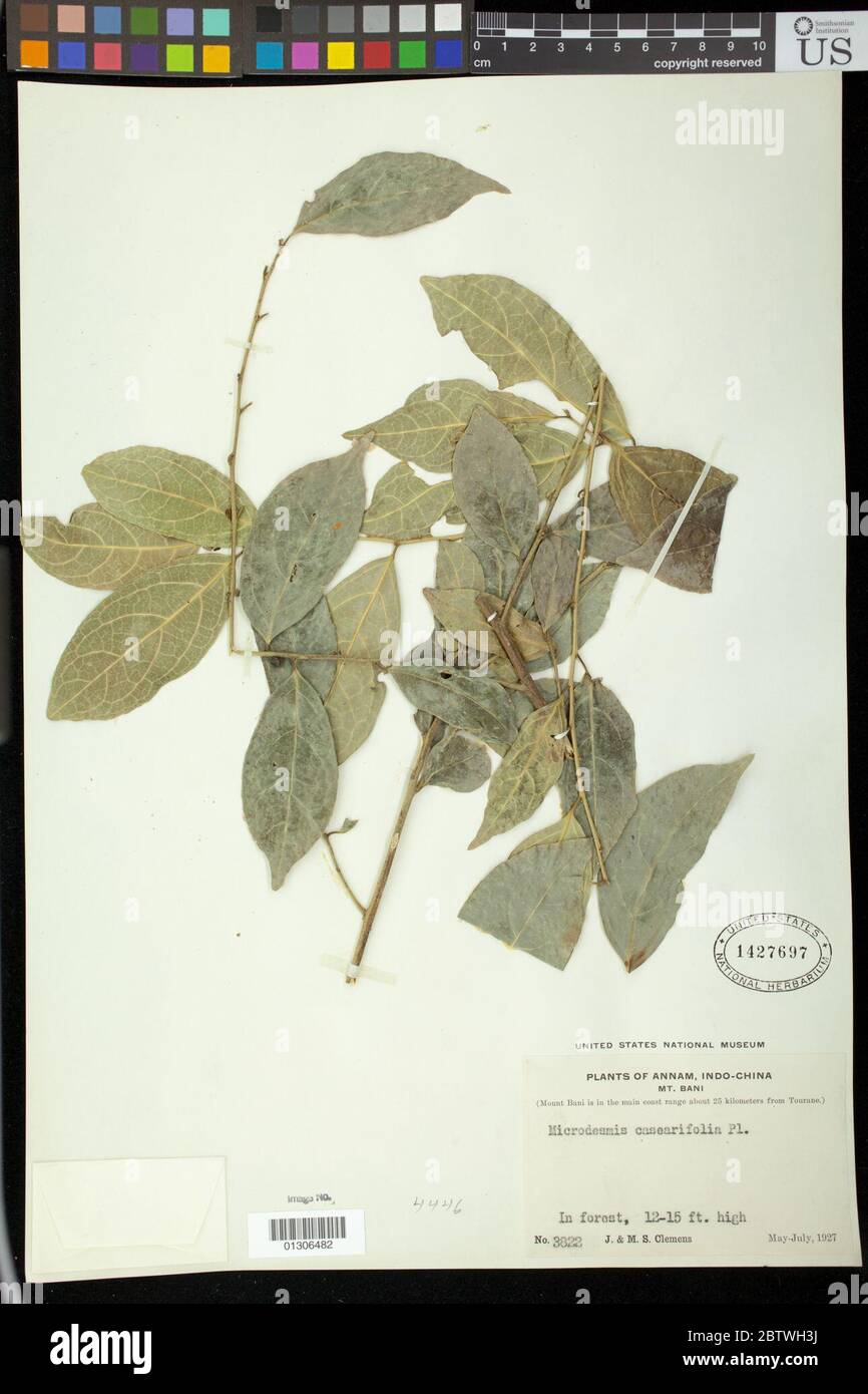 Microdesmis casearifolia Planch Hook. Stock Photo