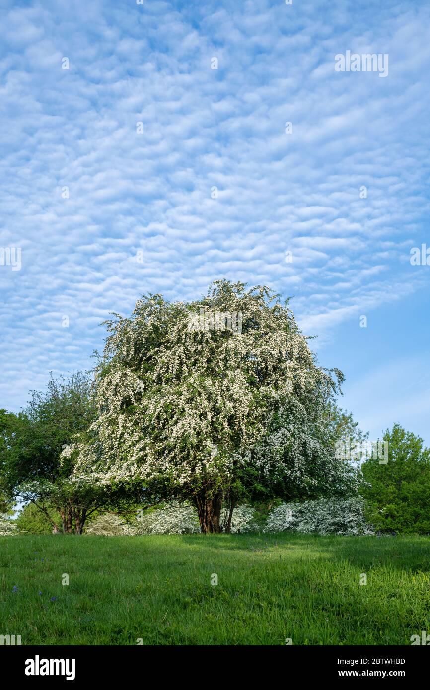 English Hawthorn Tree High Resolution Stock Photography and Images - Alamy