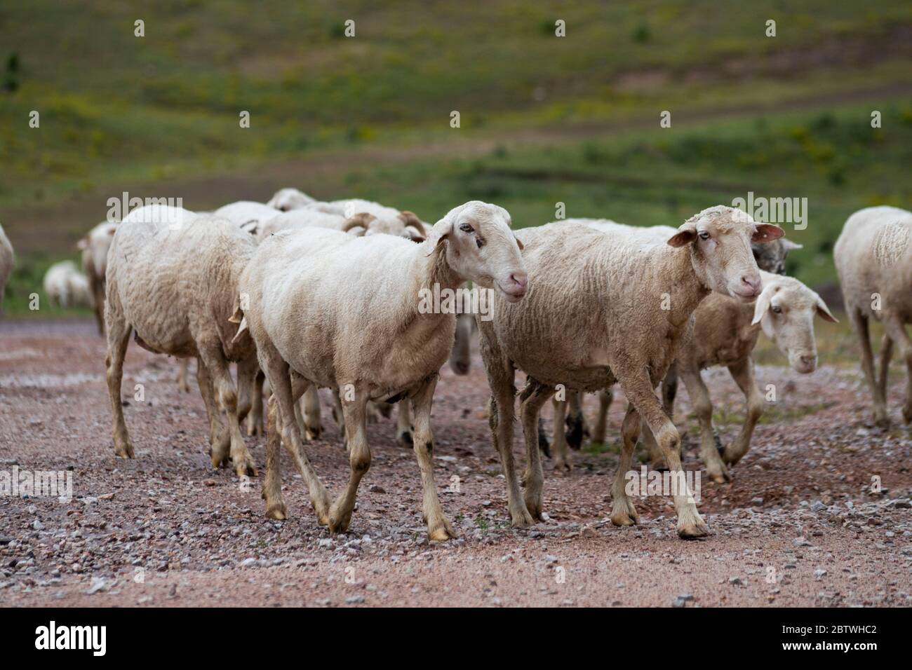Goats and flock of sheep grazing in the meadow, They are preparing for ...