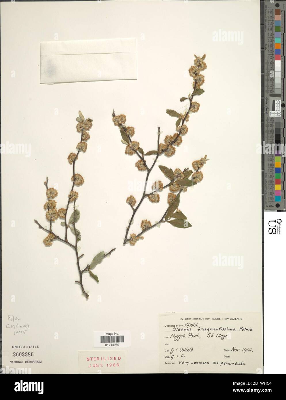 Olearia fragrantissima Petrie. Stock Photo