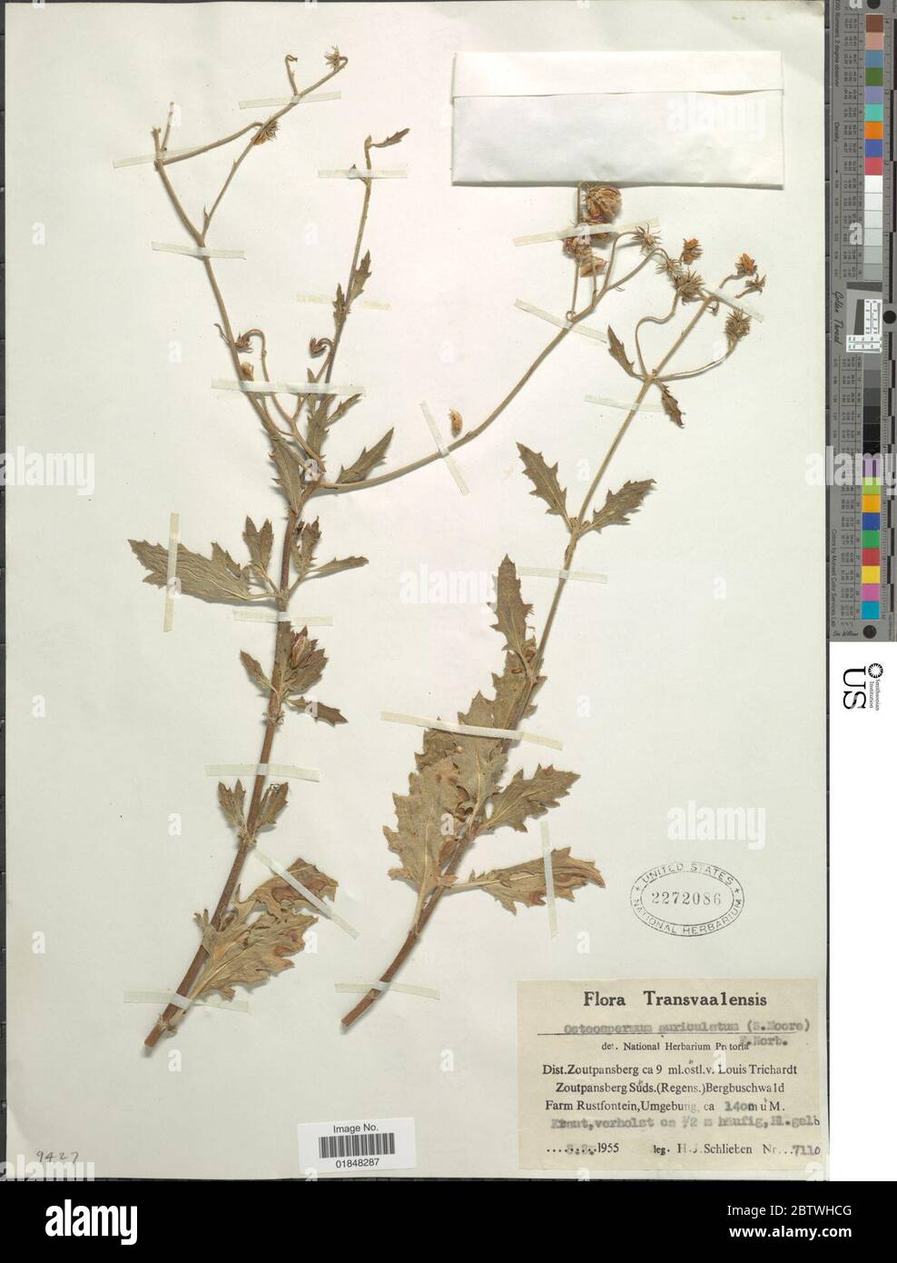 Osteospermum auriculatum S Moore Norl. Stock Photo