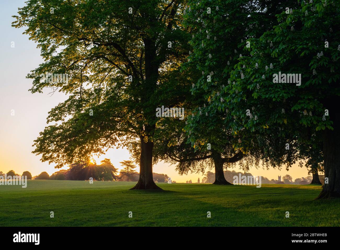 Spring sunrise across Blenheim palace park. Oxfordshire, England Stock Photo