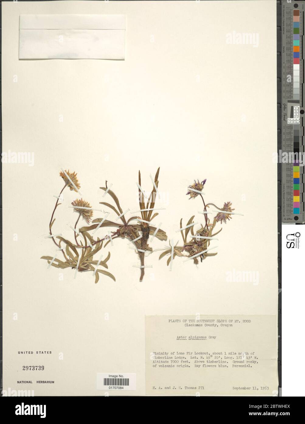 Oreostemma alpigenum. Stock Photo
