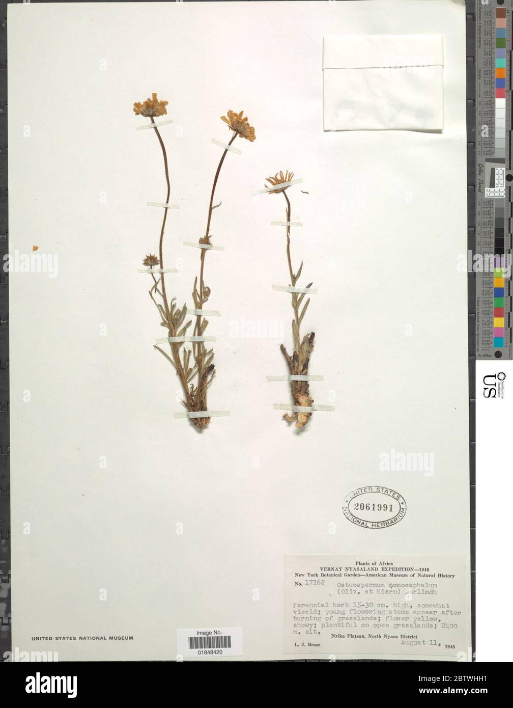 Osteospermum monocephalum Oliv Hiern Norl. Stock Photo