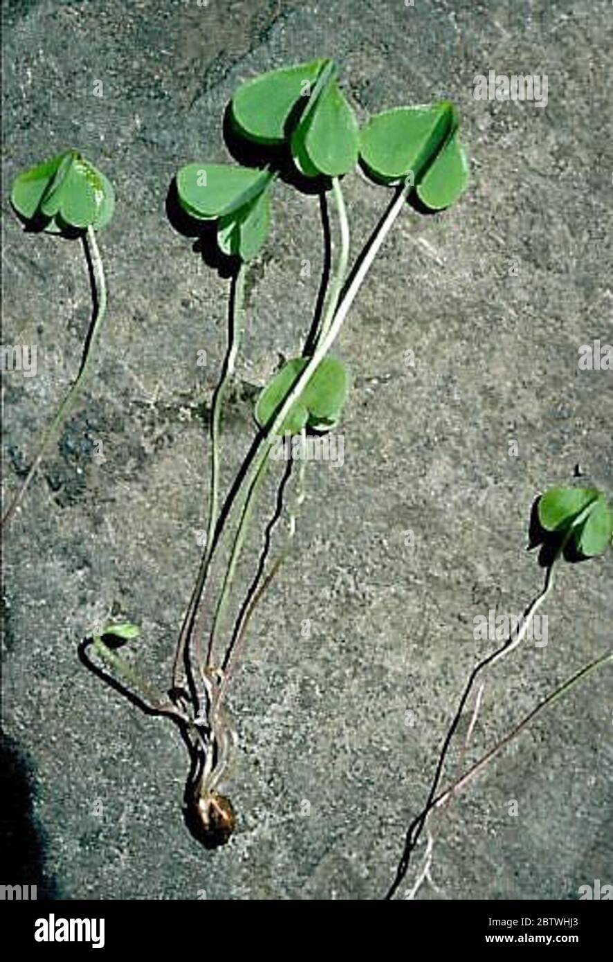 Oxalis debilis Kunth. Stock Photo