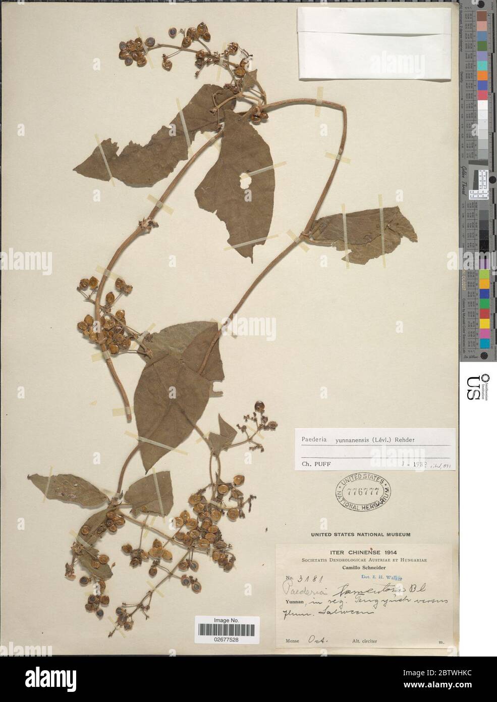 Paederia yunnanensis H Lv Rehder. Stock Photo