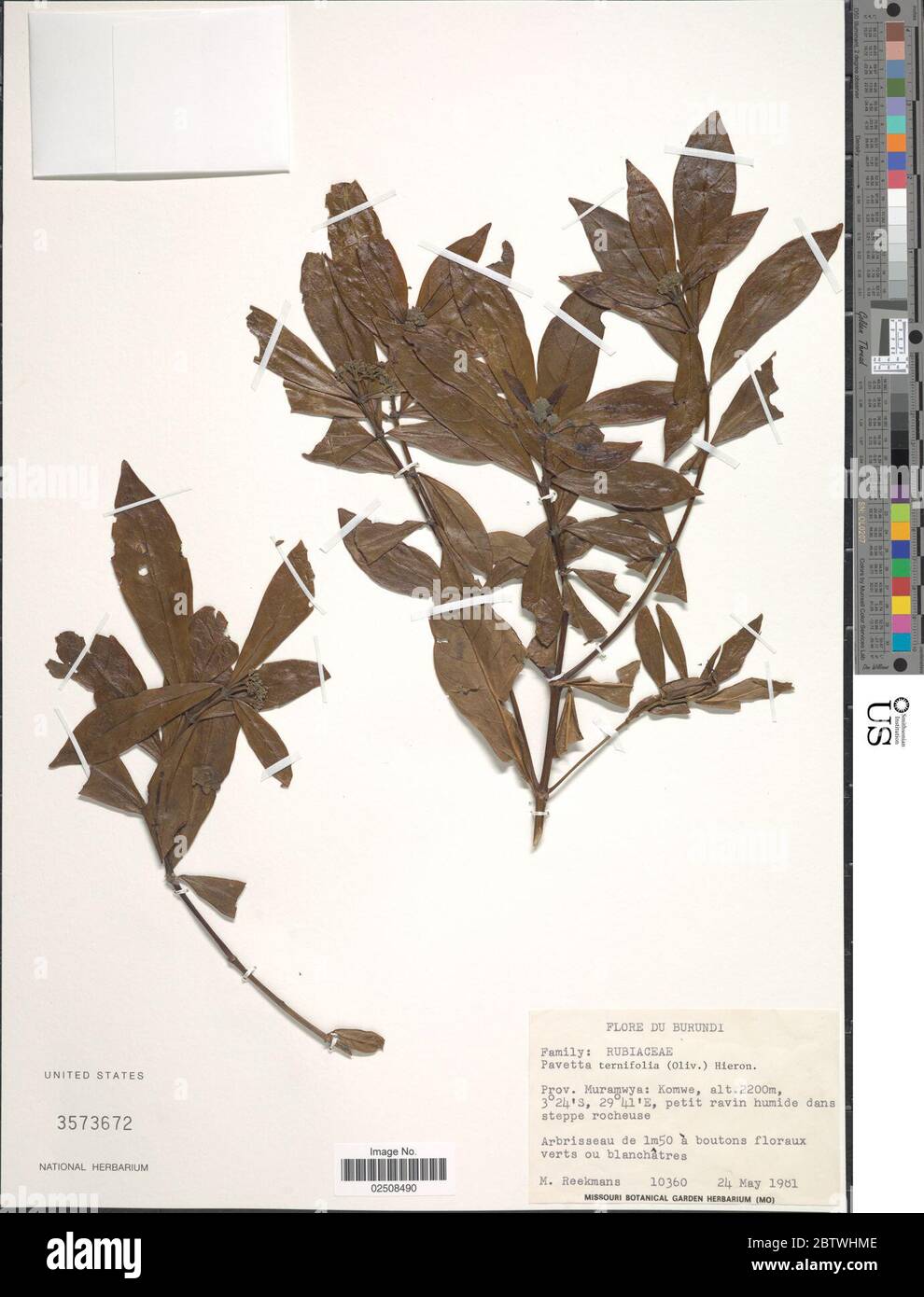 Pavetta ternifolia Hook f ex Oliv. Stock Photo