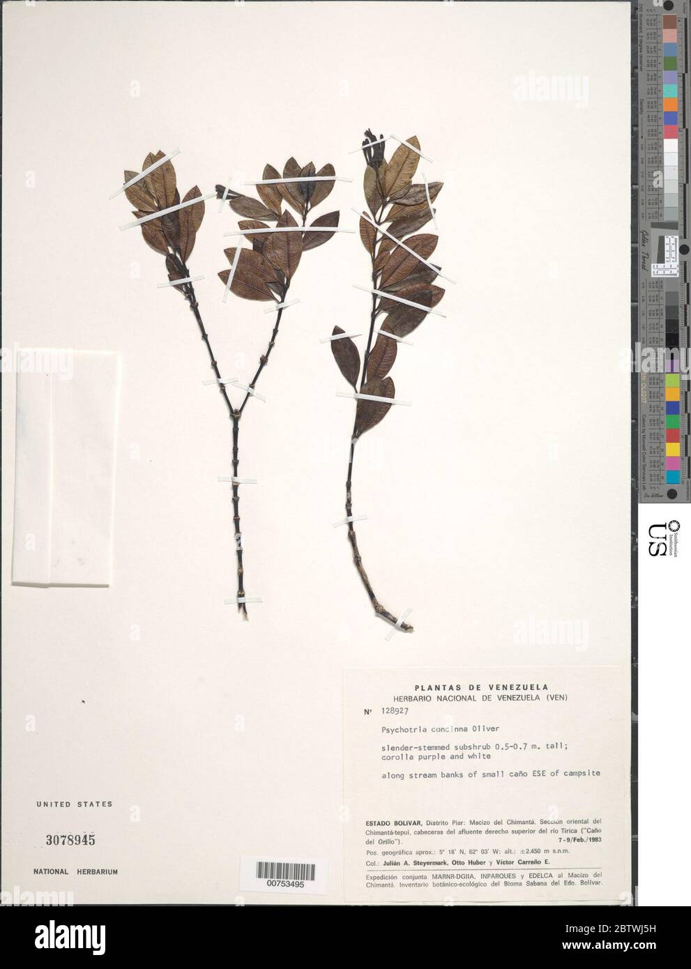 Psychotria concinna Oliv. Stock Photo