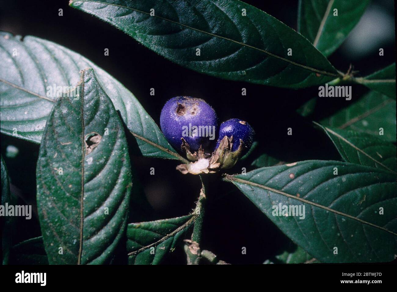 Psychotria platypoda DC. Stock Photo