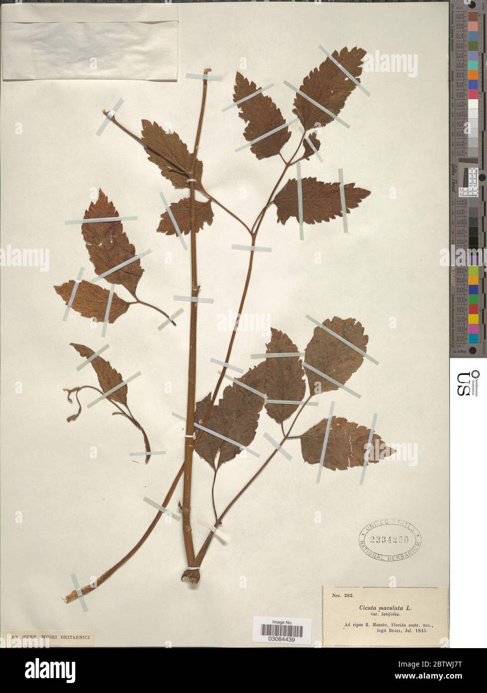 Cicuta maculata L. 10 Jan 20191 Stock Photo