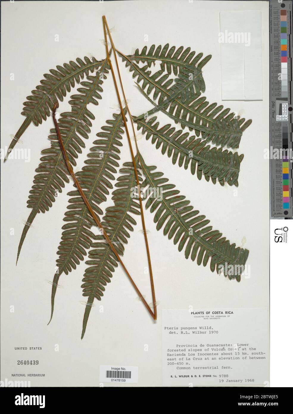 Pteris pungens Willd. Stock Photo